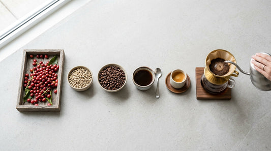 SCA Introduction to Coffee: Your Complete Gateway into Specialty Coffee