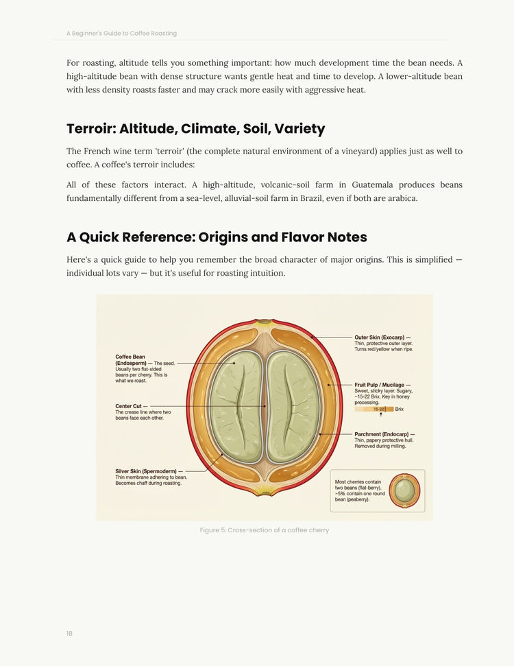 The Roasting Bible — Book 1: A Beginner's Guide to Coffee Roasting (Digital version 170 pages)